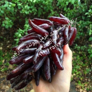 محصول نمونه 2