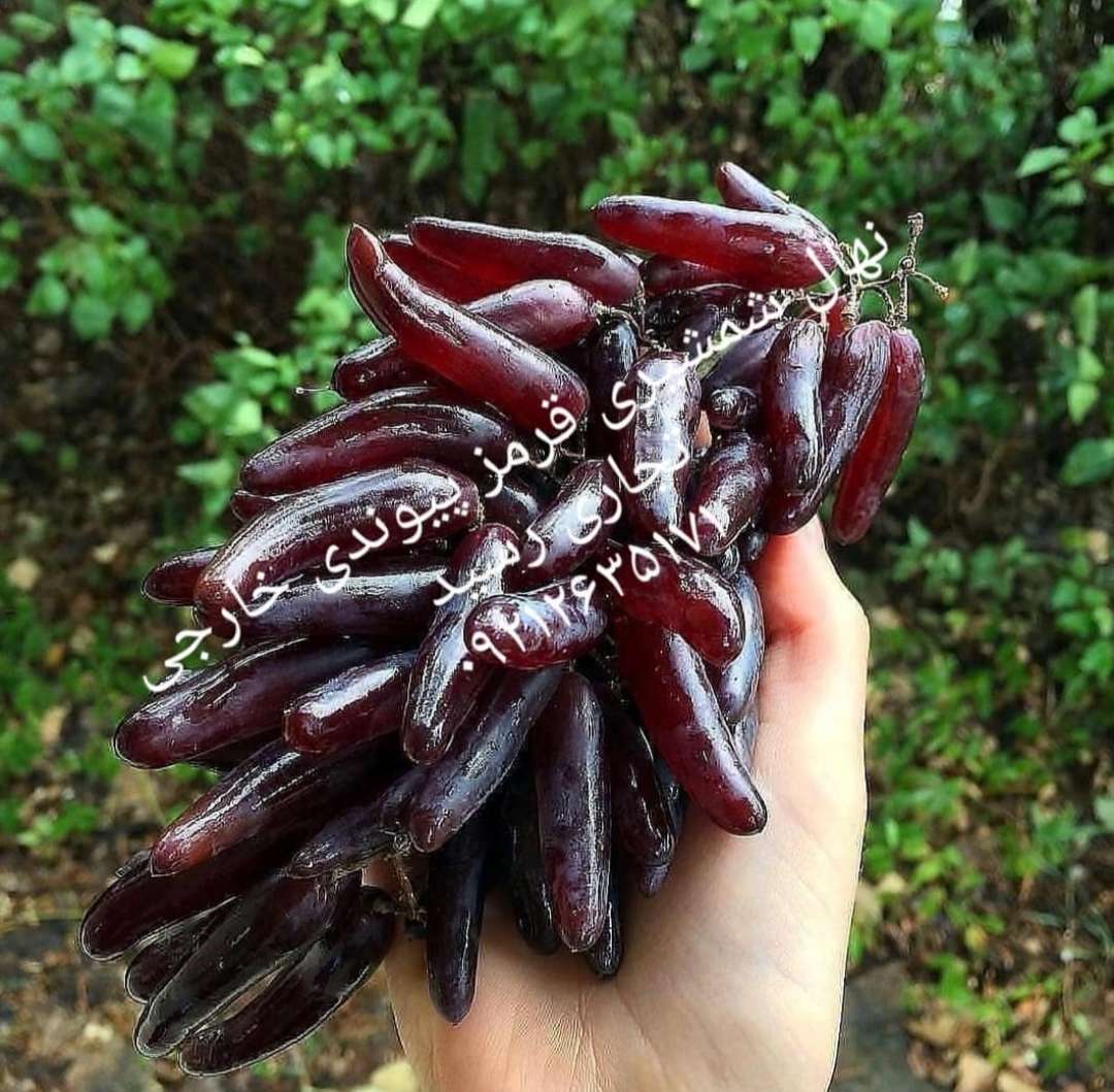 محصول نمونه 2