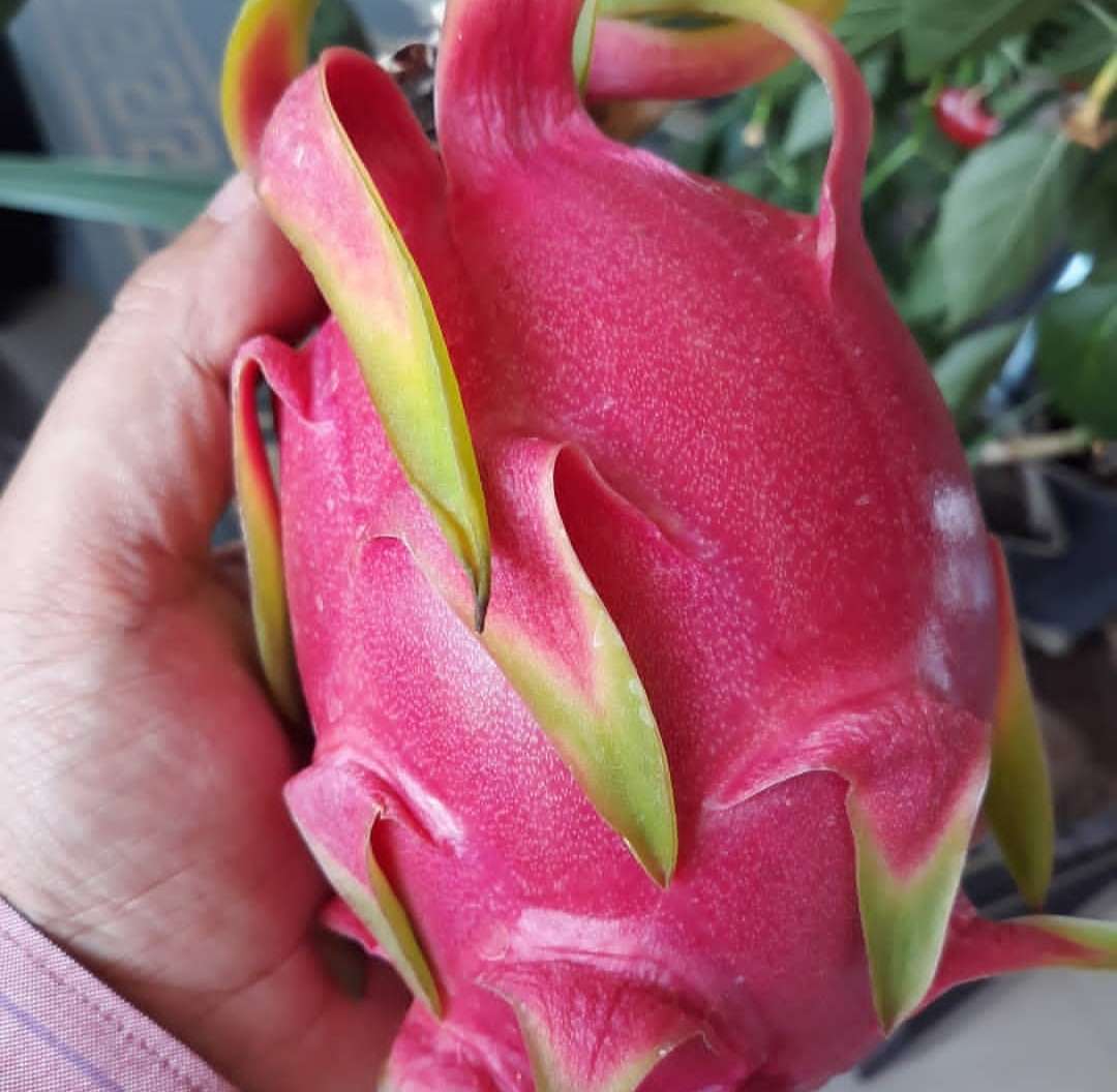 دسته محصول نمونه5