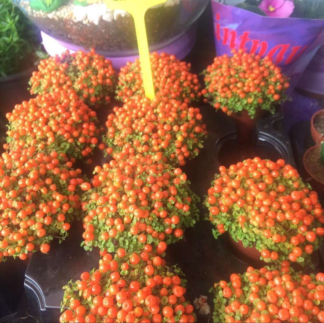 دسته محصول نمونه3