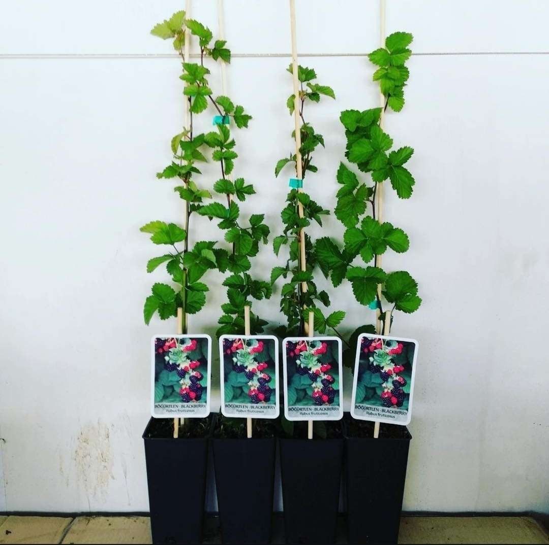 دسته محصول نمونه2