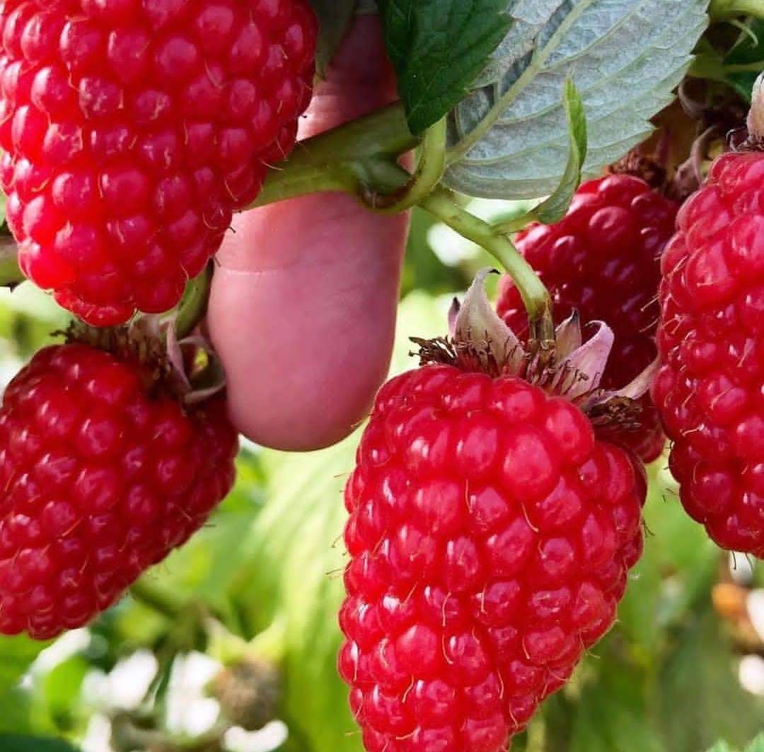 دسته محصول نمونه6