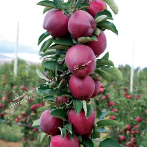 محصول نمونه 4