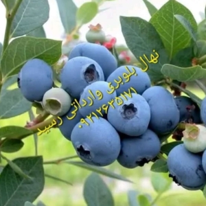 محصول نمونه 5