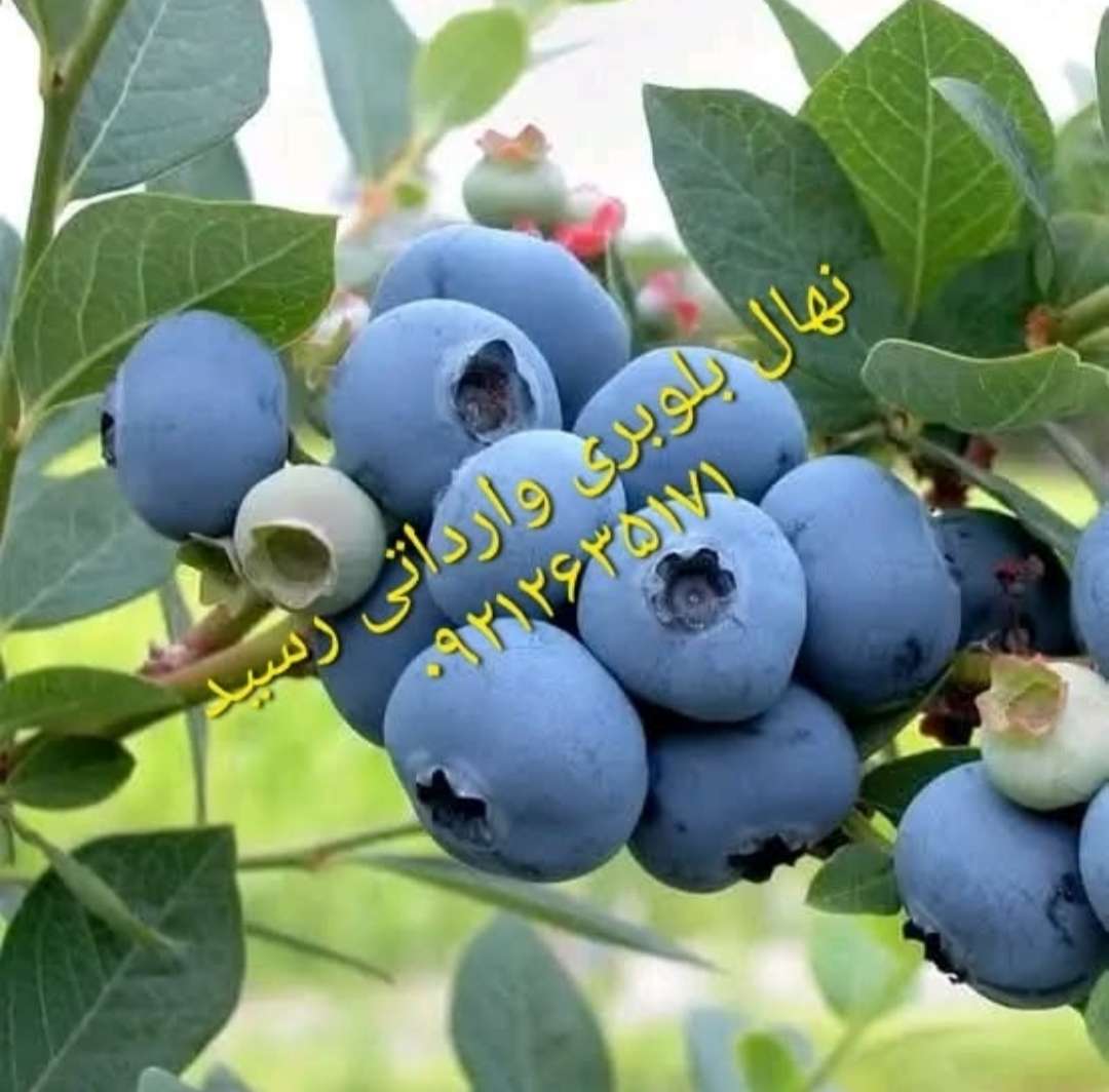 محصول نمونه 5